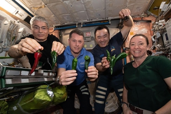 작년 11월말 ISS에서 우주인들이 석달 넘게 키워 수확한 칠레 고추를 들어 보이고 있다. /NASA